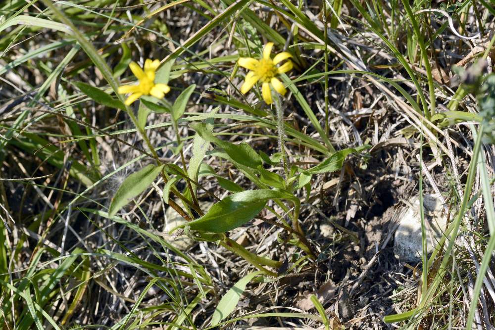 Asteraceae: Buphthalmum salicifolium (cfr.)